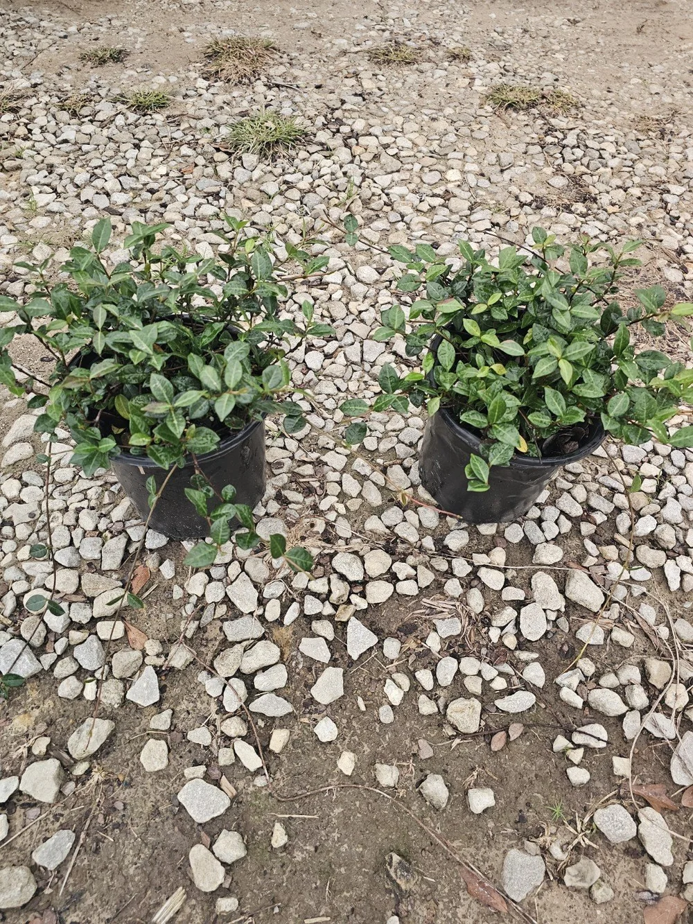 Jasmine出品 Asian Jasmine — Bayou State Plant Co.